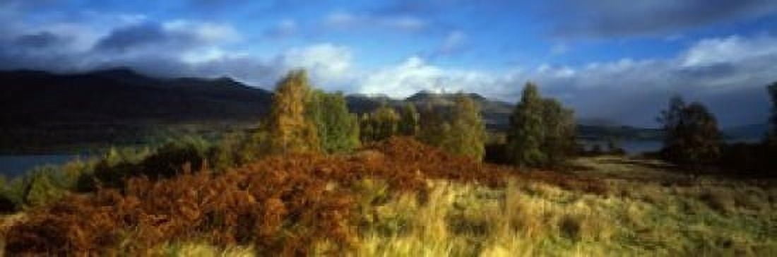 Trees in a field Loch Tay Scotland Canvas Art - Panoramic Images (18 x 6)