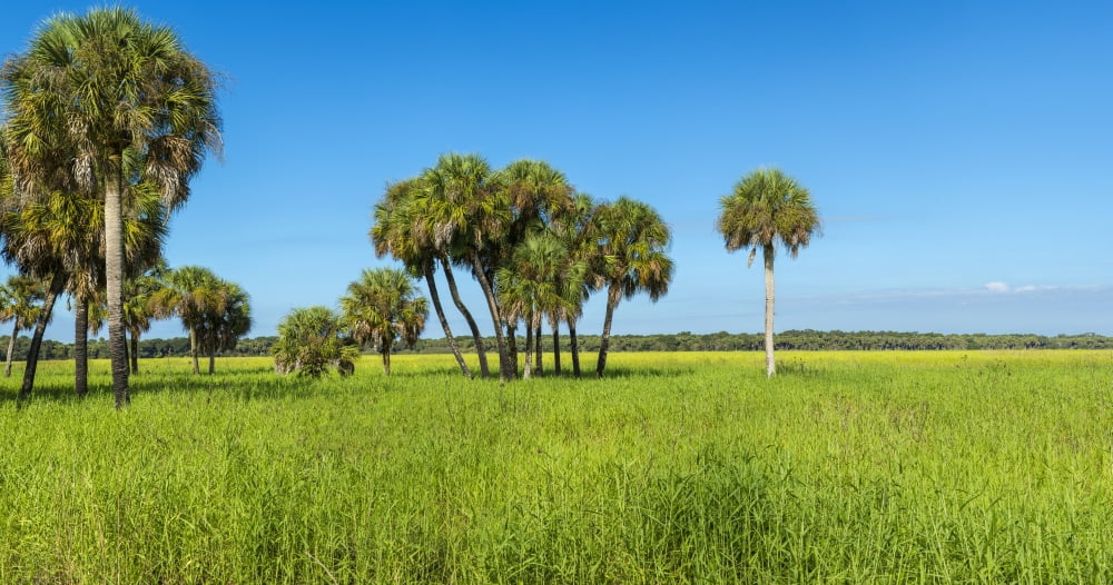 Trees in a field Myakka River State Park Sarasota Sarasota County Florida USA Canvas Art - Panoramic Images (36 x 12)