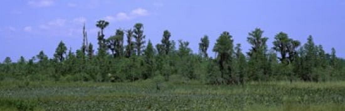 Trees in a field Suwannee Canal Recreation Area Okefenokee National Wildlife Refug Georgia USA Canvas Art - Panoramic Images (18 x 6)