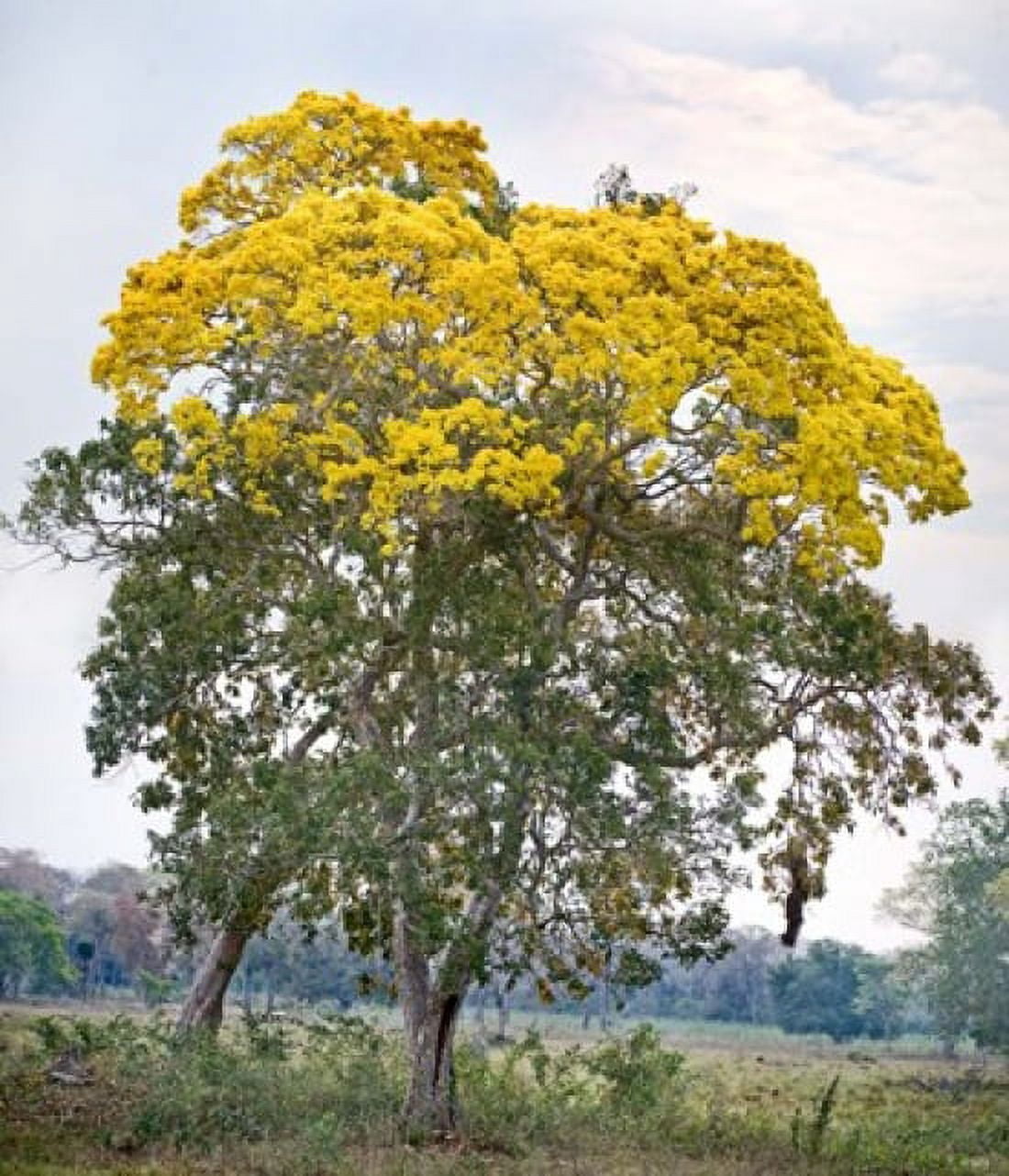 Trees in a field Three Brothers River Meeting of the Waters State Park Pantanal Wetlands Brazil Canvas Art - Panoramic Images (31 x 36)