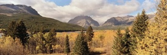 Trees in a field US Glacier National Park Montana USA Canvas Art - Panoramic Images (36 x 12)