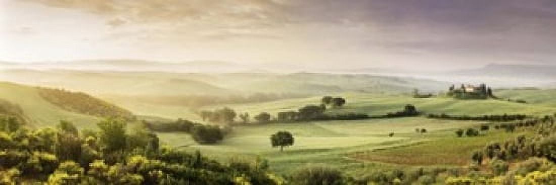 Trees in a field Villa Belvedere San Quirico dOrcia Val dOrcia Siena Province Tuscany Italy Canvas Art - Panoramic Images (18 x 6)