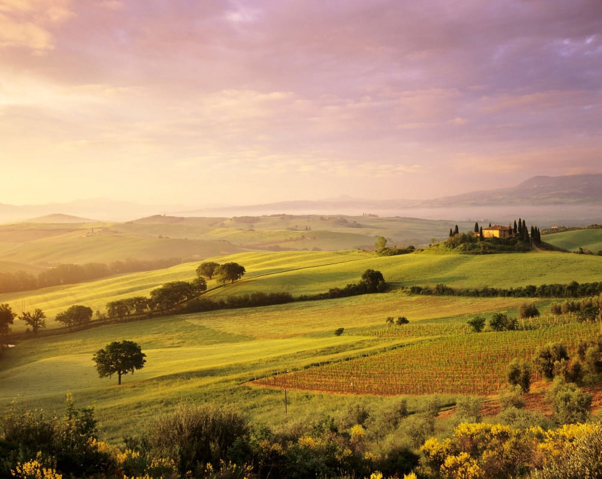 Trees in a field at sunrise Villa Belvedere Val dOrcia Siena Province Tuscany Italy Canvas Art - Panoramic Images (9 x 27)