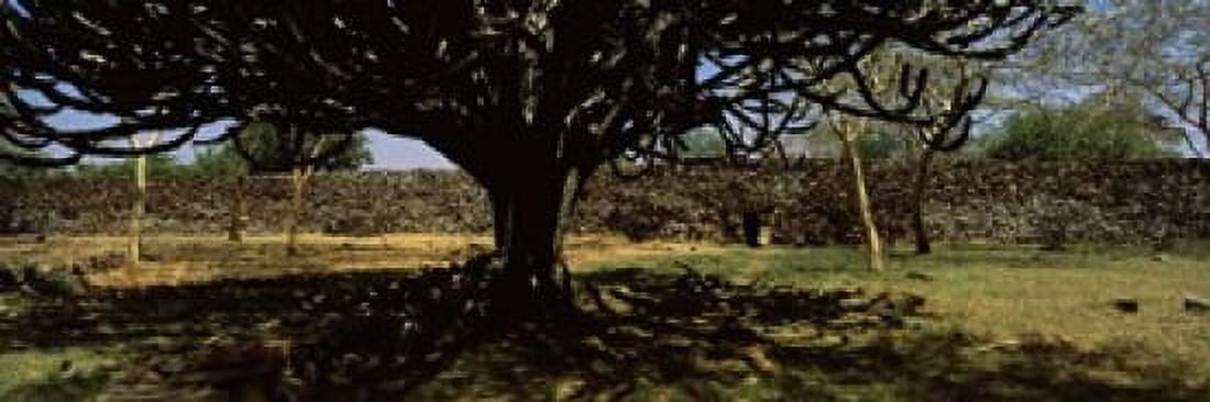Trees in a field with a stone wall in the background Thimlich Ohinga Lake Victoria Great Rift Valley Kenya Canvas Art - Panoramic Images (18 x 6)