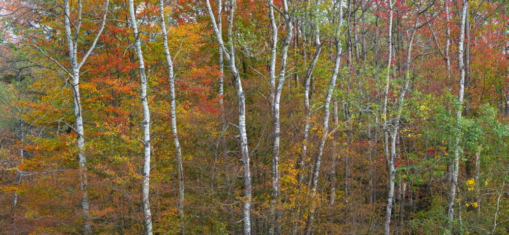Trees in a forest Allegany State Park New York State USA Canvas Art - Panoramic Images (27 x 9)