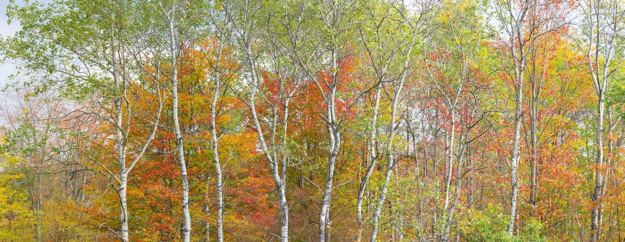 Trees in a forest Allegany State Park New York State USA Canvas Art - Panoramic Images (27 x 9)