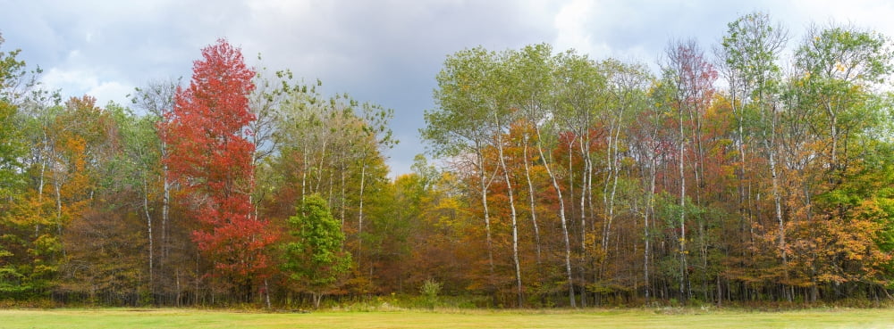 Trees in a forest Allegany State Park New York State USA Canvas Art - Panoramic Images (27 x 9)