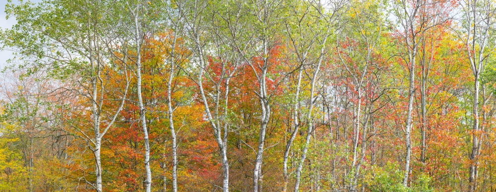 Trees in a forest Allegany State Park New York State USA Canvas Art - Panoramic Images (36 x 12)