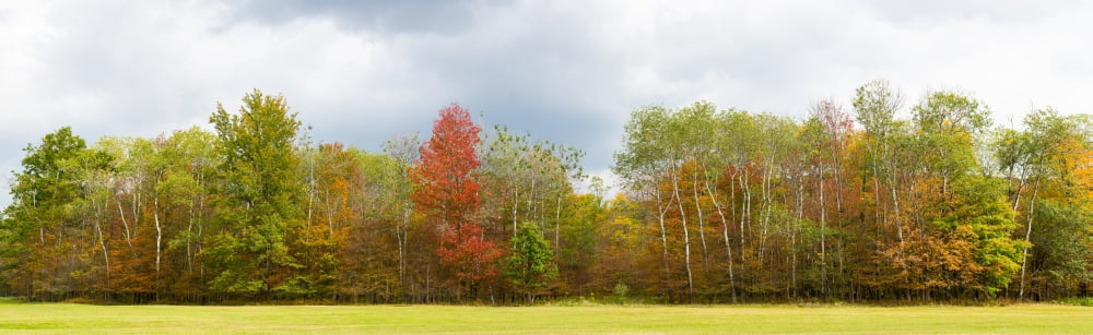 Trees in a forest Allegany State Park New York State USA Canvas Art - Panoramic Images (36 x 12)