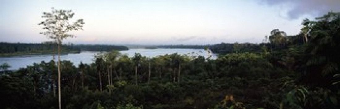 Trees in a forest Amazon Rainforest Amazon Peru Canvas Art - Panoramic Images (18 x 6)