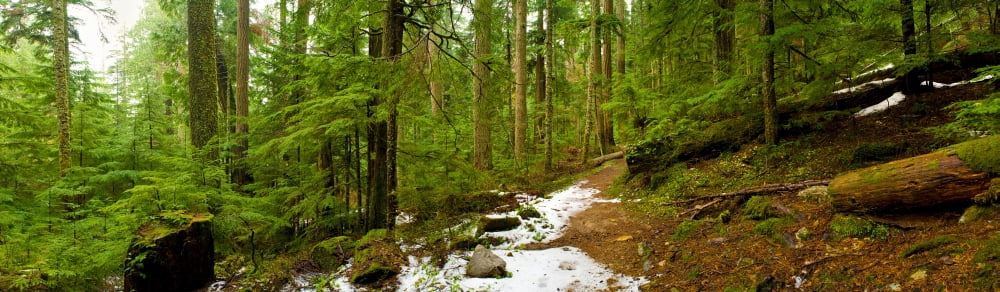 Trees in a forest Asahel Curtis Nature Trail Snoqualmie King County Washington State USA Canvas Art - Panoramic Images (5 x 15)