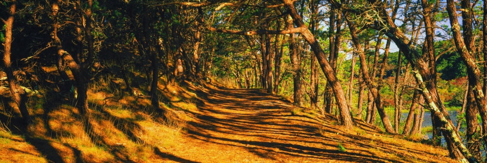 Trees in a forest Beech Forest Trail Provincetown Cape Cod Barnstable County Massachusetts USA Canvas Art - Panoramic Images (12 x 36)