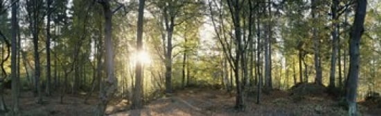 Trees in a forest Black Forest Freiburg im Breisgau Baden-Wurttemberg Germany Canvas Art - Panoramic Images (38 x 12)