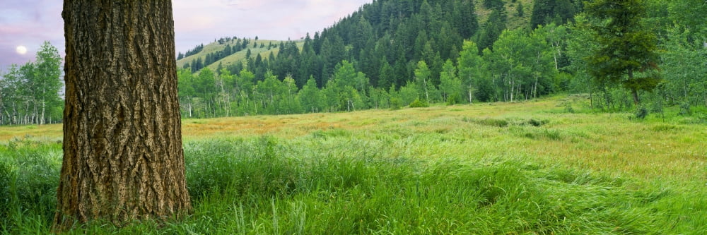 Trees in a forest Blacktail Butte Grand Teton National Park Wyoming USA Canvas Art - Panoramic Images (36 x 12)