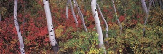 Trees in a forest Canvas Art - Panoramic Images (36 x 12)