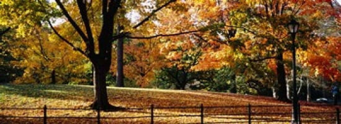 Trees in a forest Central Park Manhattan New York City New York USA Canvas Art - Panoramic Images (18 x 7)