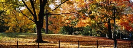 Trees in a forest Central Park Manhattan New York City New York USA Canvas Art - Panoramic Images (36 x 13)
