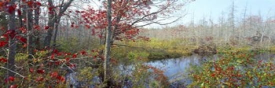 Trees in a forest Damariscotta Lincoln County Maine USA Canvas Art - Panoramic Images (36 x 12)