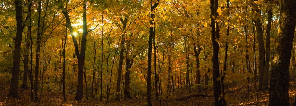 Trees in a forest Delnor Woods Park St Charles Kane County Illinois USA Canvas Art - Panoramic Images (7 x 18)