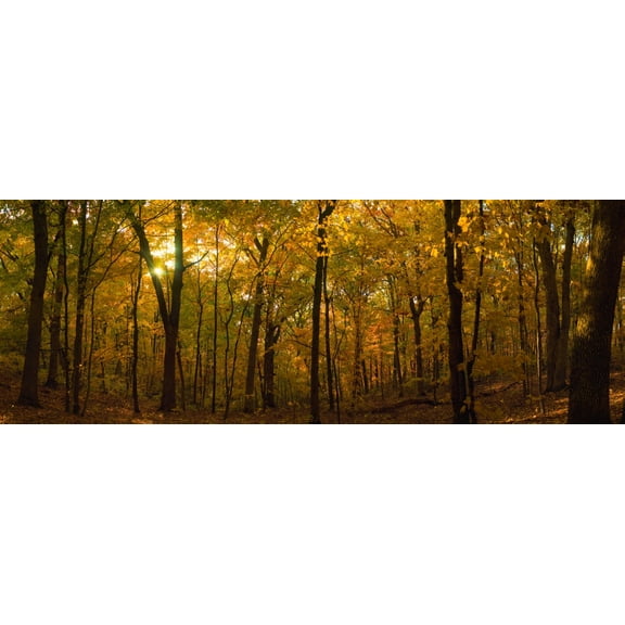 Trees in a forest, Delnor Woods Park, St. Charles, Kane County, Illinois, USA Poster Print (7 x 18)