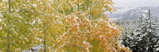 Trees in a forest Grand Teton National Park Wyoming USA Canvas Art - Panoramic Images (36 x 12)