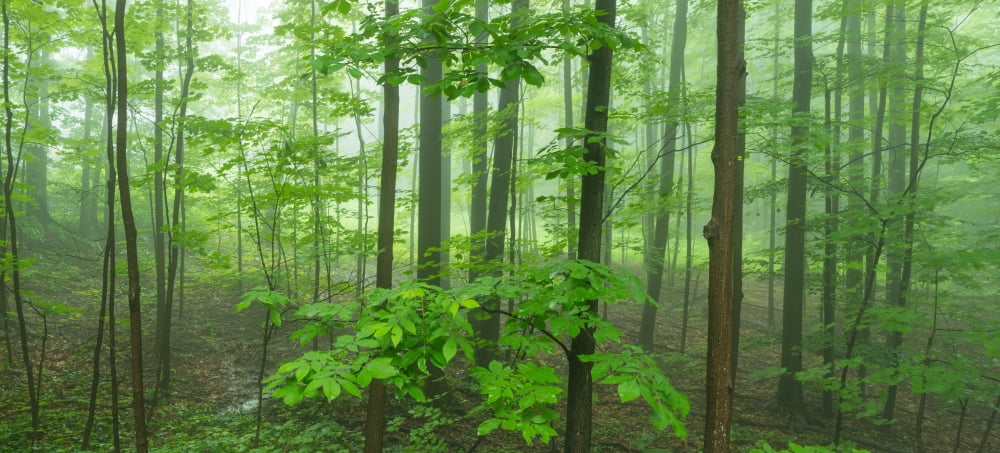 Trees in a forest Hamburg New York State USA Canvas Art - Panoramic Images (27 x 9)