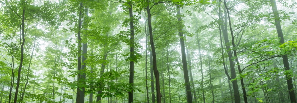 Trees in a forest Hamburg New York State USA Canvas Art - Panoramic Images (36 x 12)