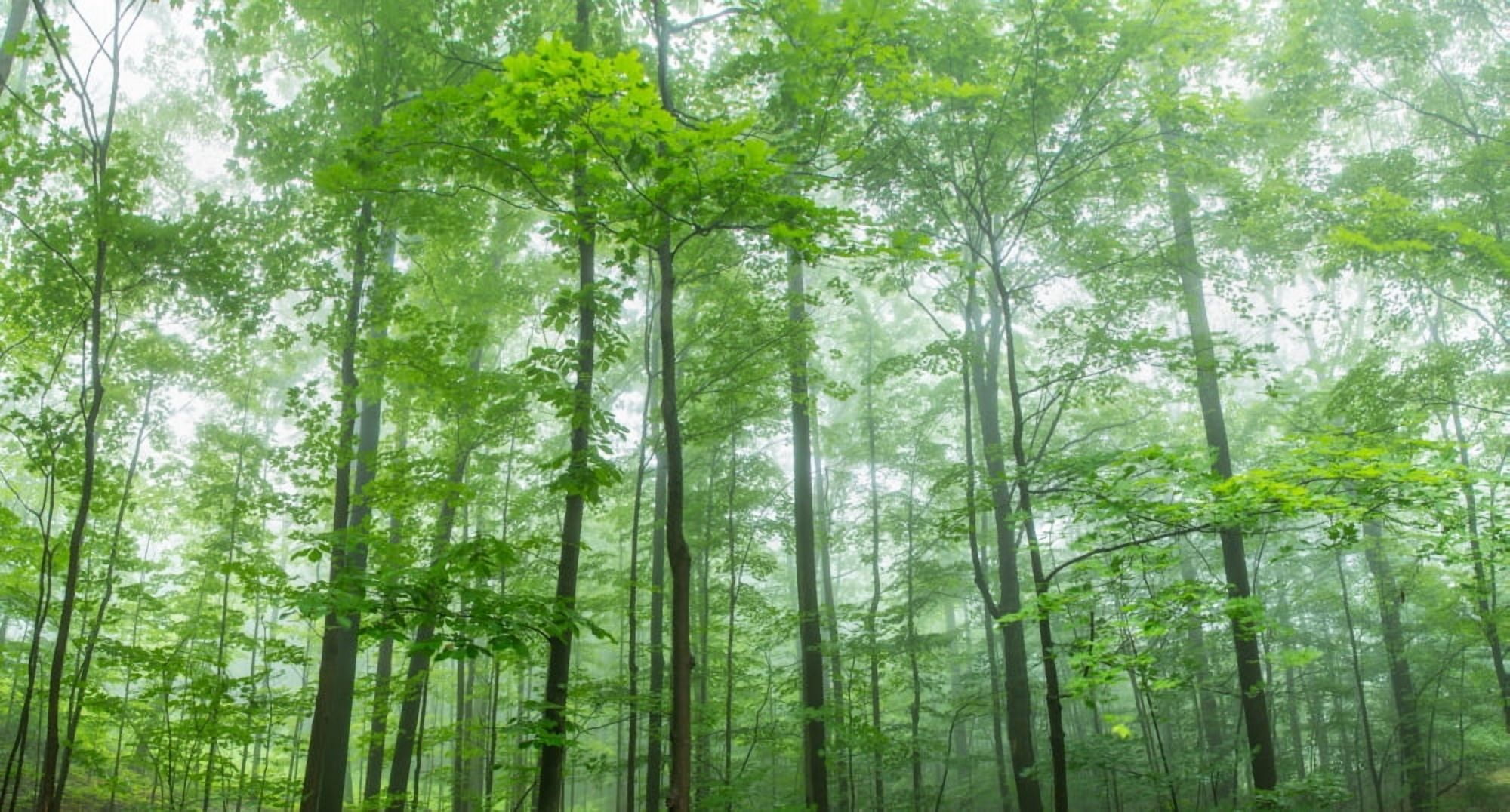 Trees in a forest Hamburg New York State USA Canvas Art - Panoramic Images (36 x 12)