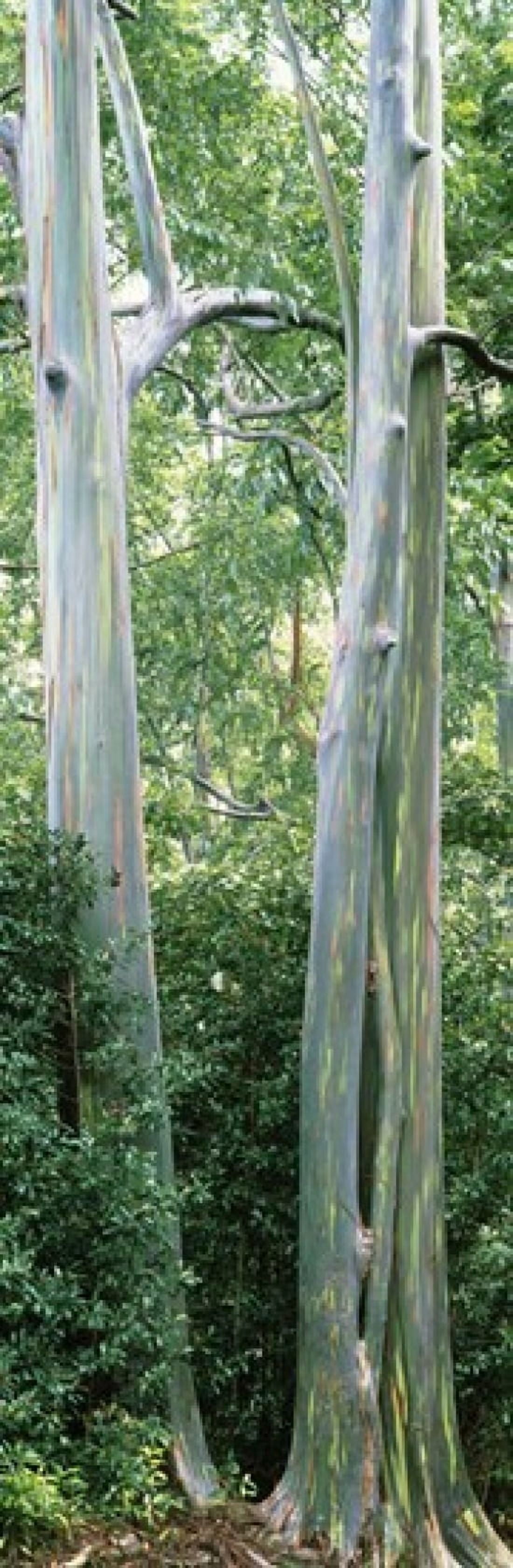 Trees in a forest Hawaii USA Canvas Art - Panoramic Images (36 x 12)