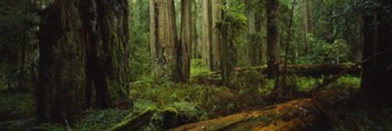 Trees in a forest Hoh Rainforest Olympic National Park Washington State USA Canvas Art - Panoramic Images (36 x 12)