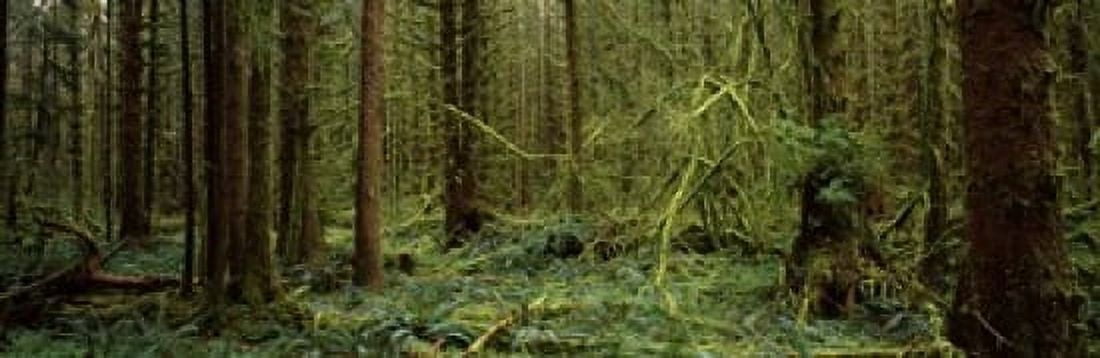 Trees in a forest Hoh Rainforest Olympic Peninsula Washington State USA Canvas Art - Panoramic Images (36 x 12)