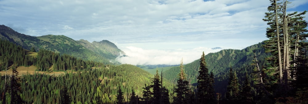 Trees in a forest Hurricane Ridge Olympic National Park Washington State USA Canvas Art - Panoramic Images (6 x 18)
