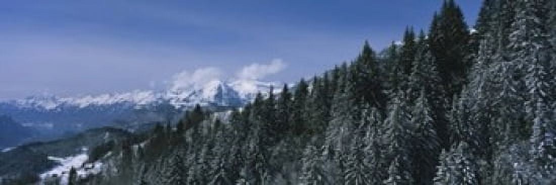 Trees in a forest Interlaken Berne Canton Switzerland Canvas Art - Panoramic Images (18 x 6)
