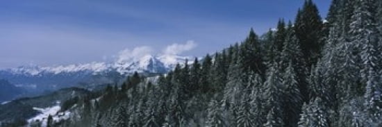 Trees in a forest Interlaken Berne Canton Switzerland Canvas Art - Panoramic Images (36 x 12)