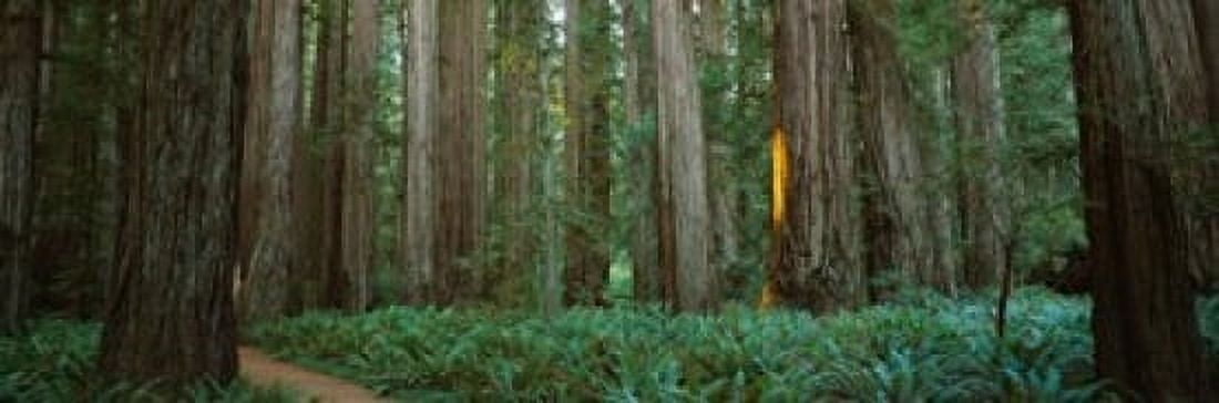 Trees in a forest Jedediah Smith Redwoods State Park California USA Canvas Art - Panoramic Images (18 x 6)