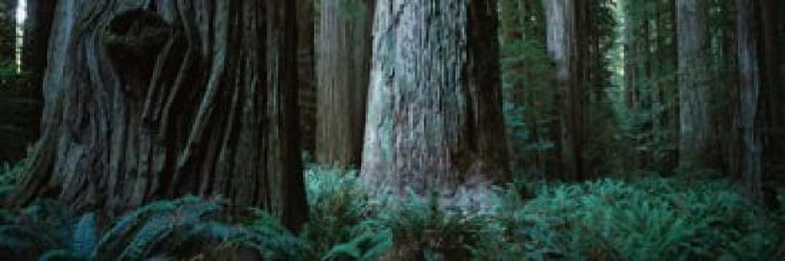 Trees in a forest Jedediah Smith Redwoods State Park California USA Canvas Art - Panoramic Images (18 x 6)