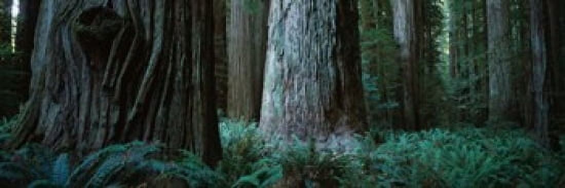 Trees in a forest Jedediah Smith Redwoods State Park California USA Canvas Art - Panoramic Images (36 x 12)