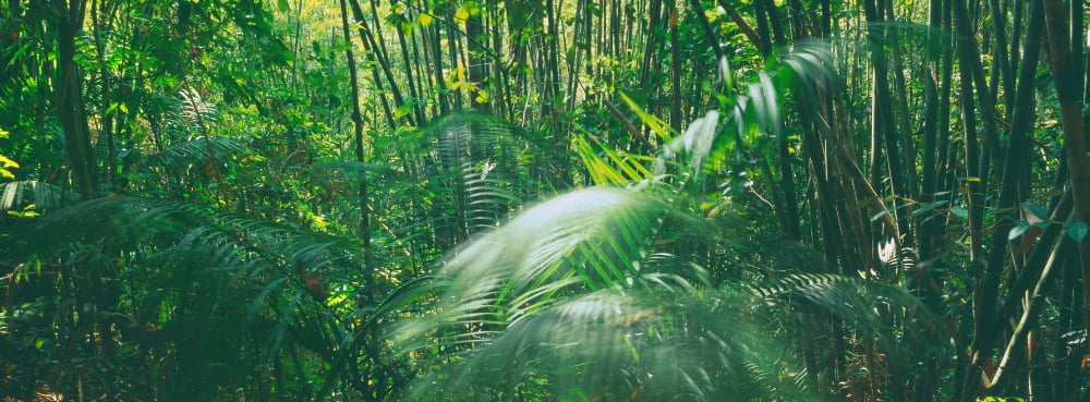 Trees in a forest Kao Sok National Park Surat Thani Province Thailand Canvas Art - Panoramic Images (36 x 12)