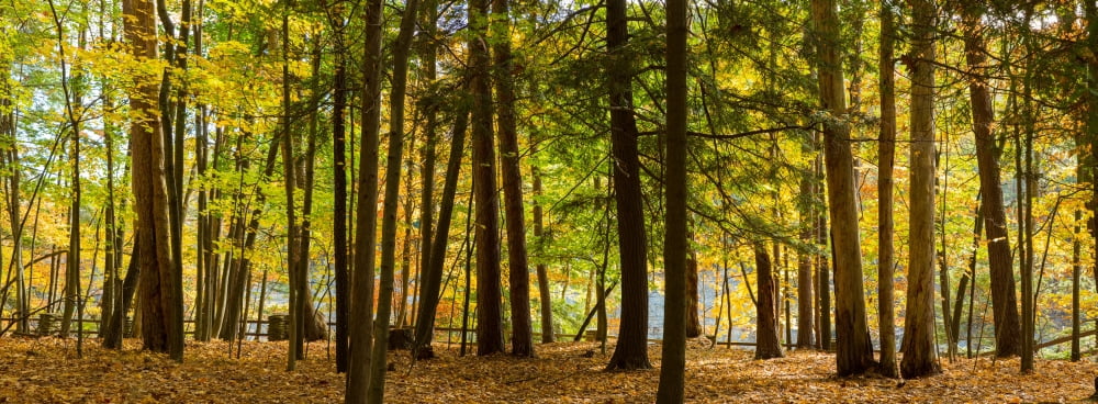 Trees in a forest Letchworth State Park New York State USA Canvas Art - Panoramic Images (27 x 9)