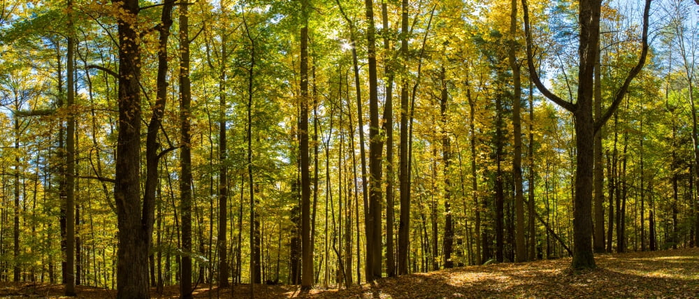Trees in a forest Letchworth State Park New York State USA Canvas Art - Panoramic Images (36 x 12)