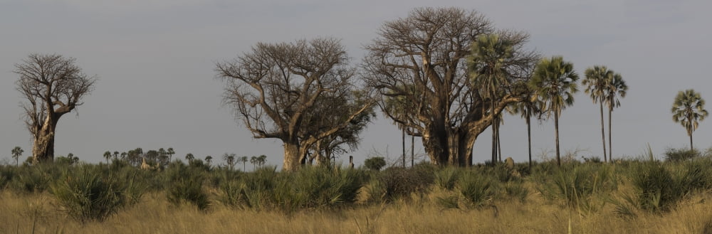Trees in a forest Linyanti Concession Botswana Canvas Art - Panoramic Images (36 x 12)
