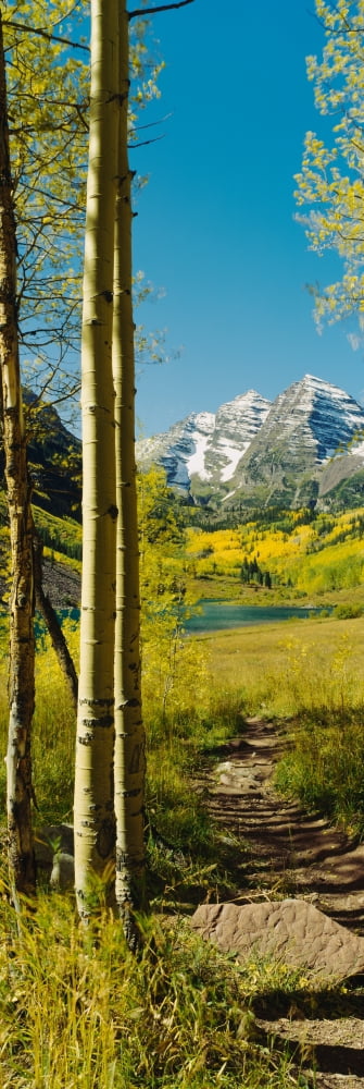Trees in a forest Maroon Bells Colorado USA Canvas Art - Panoramic Images (36 x 12)