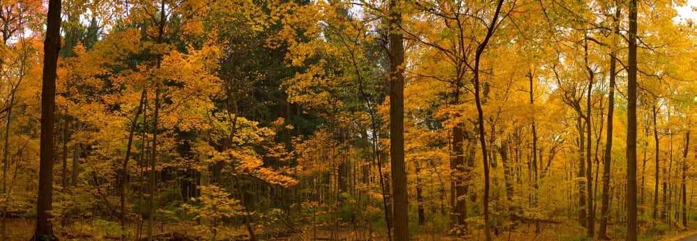 Trees in a forest Morton Arboretum Lisle Illinois USA Canvas Art - Panoramic Images (13 x 36)