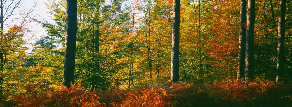 Trees in a forest New Forest Hampshire England Canvas Art - Panoramic Images (36 x 12)