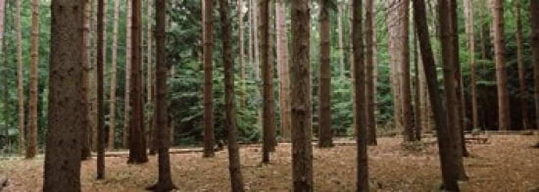 Trees in a forest New York City New York State USA Canvas Art - Panoramic Images (36 x 13)