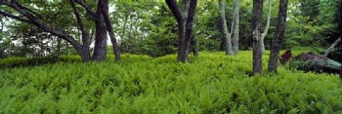 Trees in a forest North Carolina USA Canvas Art - Panoramic Images (18 x 6)