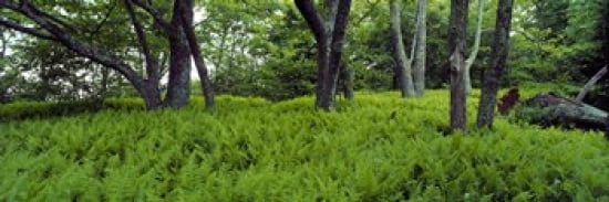 Trees in a forest North Carolina USA Canvas Art - Panoramic Images (36 x 12)