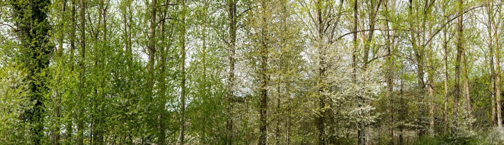 Trees in a forest Northern Black Forest Region Horb am Neckar Baden-Wurttemberg Germany Canvas Art - Panoramic Images (6 x 20)