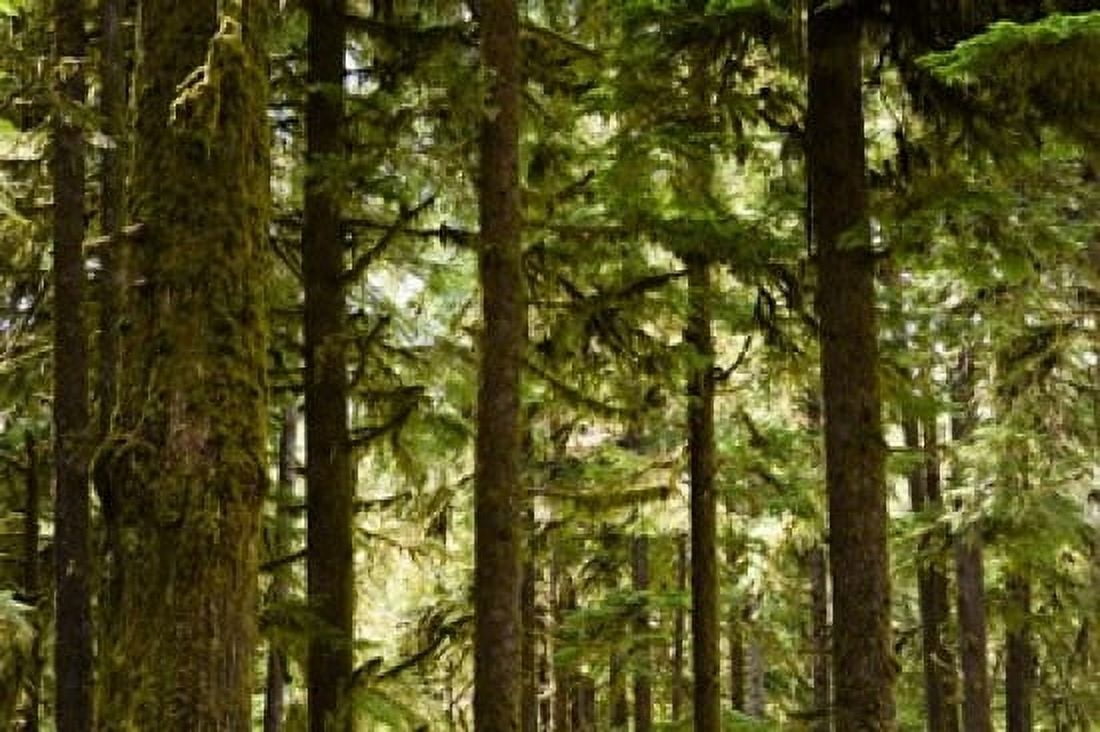Trees in a forest Queets Rainforest Olympic National Park Washington State USA Canvas Art - Panoramic Images (36 x 24)