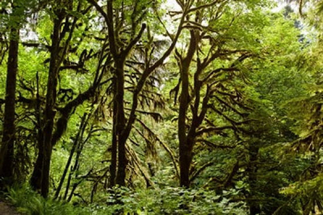 Trees in a forest Quinault Rainforest Olympic National Park Olympic Peninsula Washington State USA Canvas Art - Panoramic Images (36 x 24)